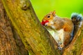 Grey squirrel in autumn park eating apple Royalty Free Stock Photo