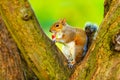 Grey squirrel in autumn park eating apple Royalty Free Stock Photo