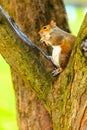 Grey squirrel in autumn park eating apple Royalty Free Stock Photo