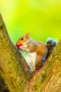 Grey squirrel in autumn park eating apple Royalty Free Stock Photo