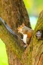 Grey squirrel in autumn park eating apple Royalty Free Stock Photo