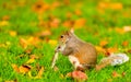 Grey squirrel in autumn park Royalty Free Stock Photo