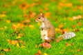 Grey squirrel in autumn park Royalty Free Stock Photo