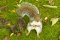Grey Squirrel in autumn Royalty Free Stock Photo