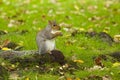 Grey Squirrel in autumn Royalty Free Stock Photo