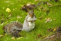 Grey Squirrel in autumn