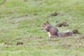 Grey squirrel in autumn park, telephoto Royalty Free Stock Photo