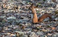 Grey Squirrel in autumn time in the park Royalty Free Stock Photo