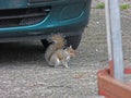 Grey squirrel below car Grey Squirrel eating insets