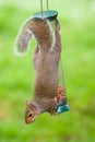 Grey Squirrel on bird feeder