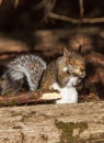 Grey Squirrel Biting Tough Nut Royalty Free Stock Photo
