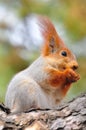 Grey squirrel on a branch eats a nut