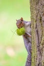 Grey squirrel with a chestnut as it scales a tree in London, Royalty Free Stock Photo