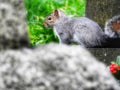 Grey squirrel in a church yard Royalty Free Stock Photo