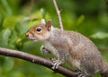 Grey Squirrel climbing tree Royalty Free Stock Photo