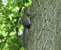 Grey squirrel climbing tree trunk Royalty Free Stock Photo