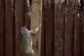 A grey squirrel climbing a wooden pole