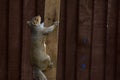 A grey squirrel climbing a wooden pole