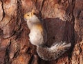 Grey Squirrel clinging to a Tree Royalty Free Stock Photo