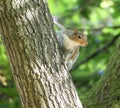 Grey squirrel clinging to tree Royalty Free Stock Photo