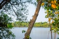 A squirrel climbing on a tree. A Grey Squirrel clings to the trunk of an Oak tree Royalty Free Stock Photo