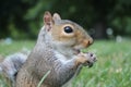 Grey squirrel close up on grass with bushy tail