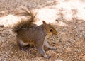 Grey squirrel closeup