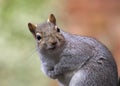 Grey Squirrel Closeup Royalty Free Stock Photo