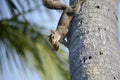 Grey Squirrel on a Coconut Palm