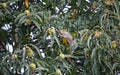 Grey squirrel collecting and storing sweet chestnuts