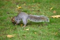 Grey squirrel collecting nuts and other food to store during hibernation