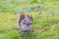 Grey squirrel eating nut in Green Park London UK Royalty Free Stock Photo