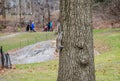 American Grey Squirrel Descending a Tree in Central Park, Manhattan, New York City, USA Royalty Free Stock Photo