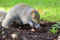 Grey squirrel digging Royalty Free Stock Photo