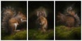 Grey Squirrel digital triptych illustration. Sciurus carolinensis sitting on a wall