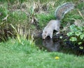 Grey Squirrel drinking