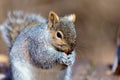 Grey Squirrel.