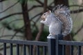 Grey Squirrel eating a acorn on a black fence Royalty Free Stock Photo
