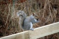 Grey squirrel eating an acorn Royalty Free Stock Photo