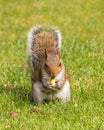 Grey Squirrel eating an acorn, Worcestershire, England.