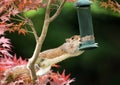 Grey Squirrel eating from a bird feeder Royalty Free Stock Photo