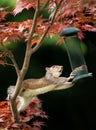 Grey Squirrel eating from a bird feeder Royalty Free Stock Photo