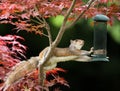 Grey Squirrel eating from a bird feeder on a colorful Japanese M Royalty Free Stock Photo