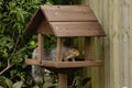 Grey squirrel eating from bird feeder in the garden Royalty Free Stock Photo