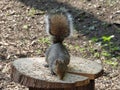 Grey Squirrel Eating Food off Log Royalty Free Stock Photo