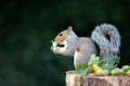 Grey squirrel eating green hazelnuts on a tree stump in autumn Royalty Free Stock Photo