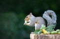 Grey squirrel eating green hazelnuts on a tree stump in autumn Royalty Free Stock Photo
