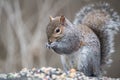 Grey Squirrel Eating Royalty Free Stock Photo