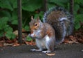 Grey Squirrel eating hazelnut