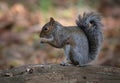 Grey Squirrel Eating Horse Chestnut Royalty Free Stock Photo